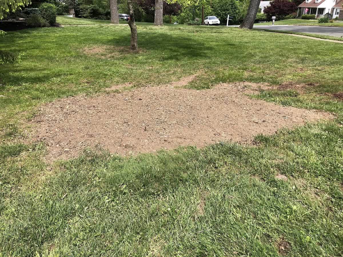 A broad patch of wood chips and soil left after a red maple stump was ground in a reference photograph.